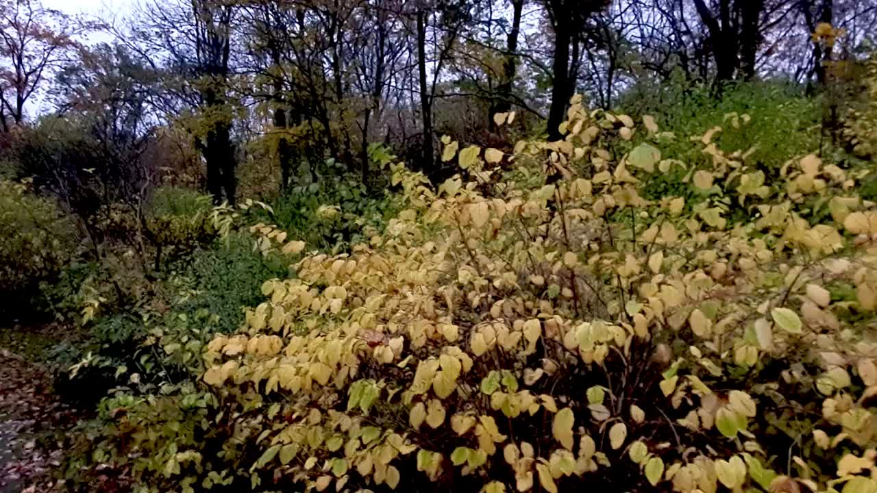 pan hacia la derecha de otoño, parque hassendeide en berlín, alemania, 30 fps hd 5 segundos