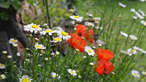 Numerous-poppy-flowers-and-daisies-growing-on-lush-green-gras