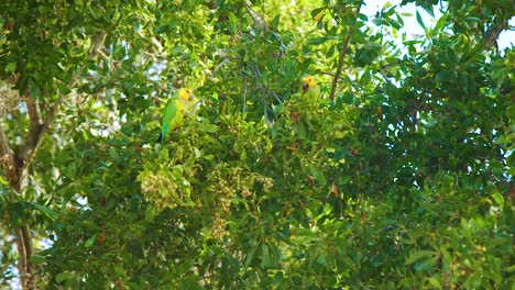 Ein-Paar-Wunderschöne-Braunkehlsittiche-Sitzen-Und-Fressen-Früchte-Auf-Den-Zweigen-Eines-Baumes-Mit-Grünem-Laub-In-Bonaire