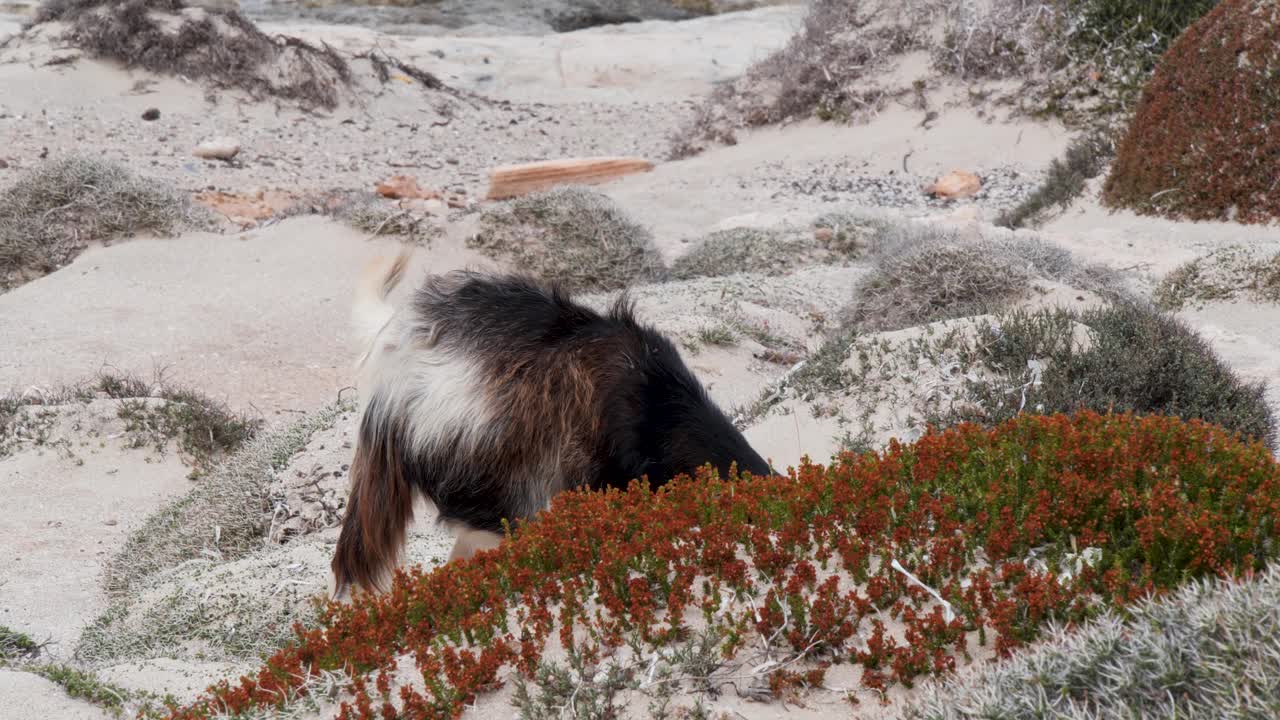 염소 가 풀 을 잡고 먹이는 발로스 해변