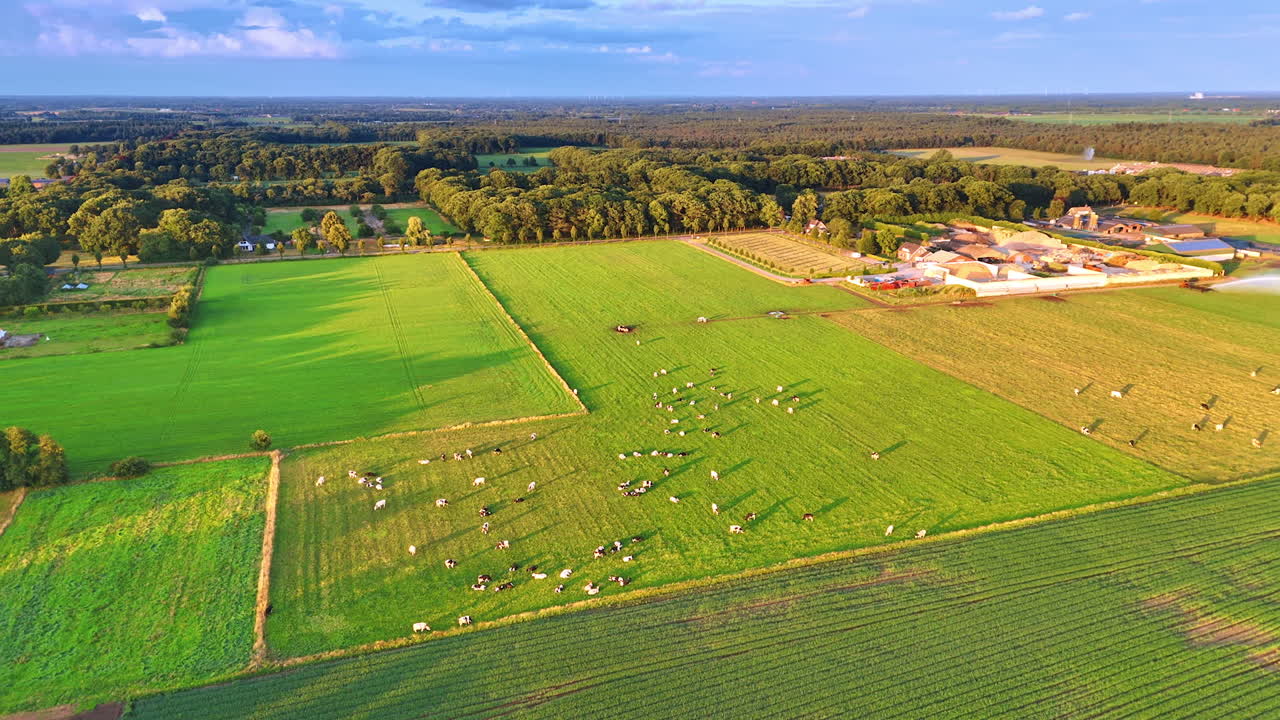 Cows grazing in a lush green field. Herd of cows grazing peacefully in a vibrant green field on a sunny day in rural farmland