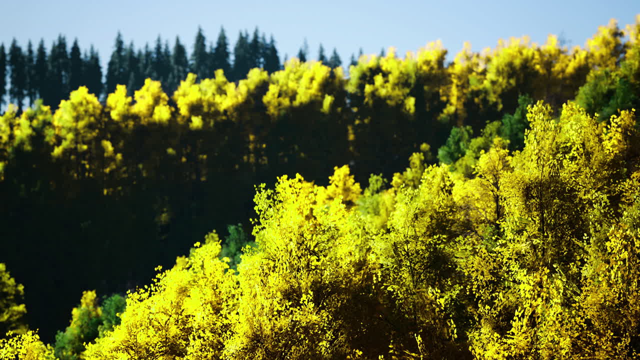 Vibrant colors of autumn foliage captivating the forest landscape at sunrise