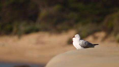 two seagulls interacting on a sandy beach