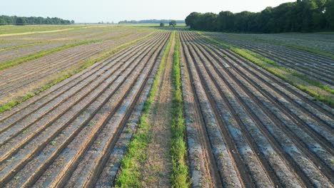 Drone-Moving-Over-Covered-Crops-On-Farmland-Farming