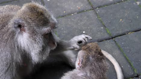 mono madre acicalando tiernamente a un hermano menor en una selva tropical