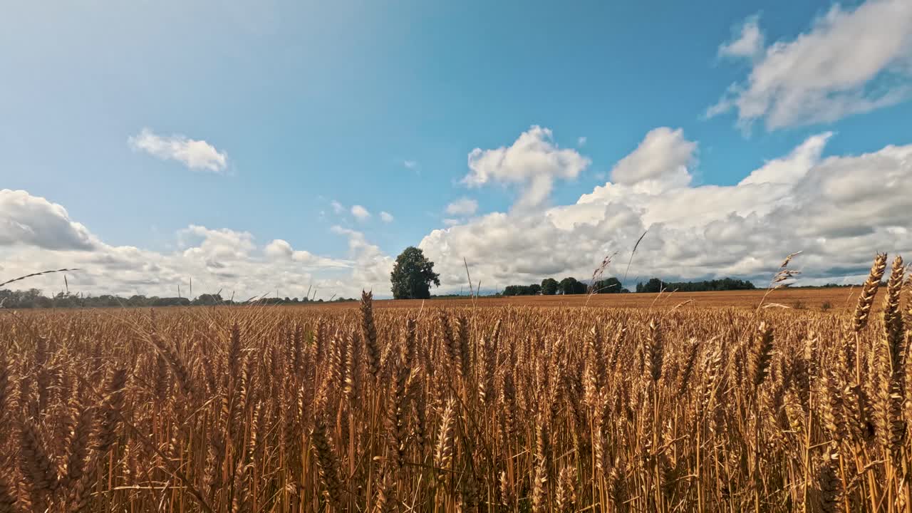 Timelapse estivo di nuvole in movimento su un campo di grano dorato prima di un temporale.