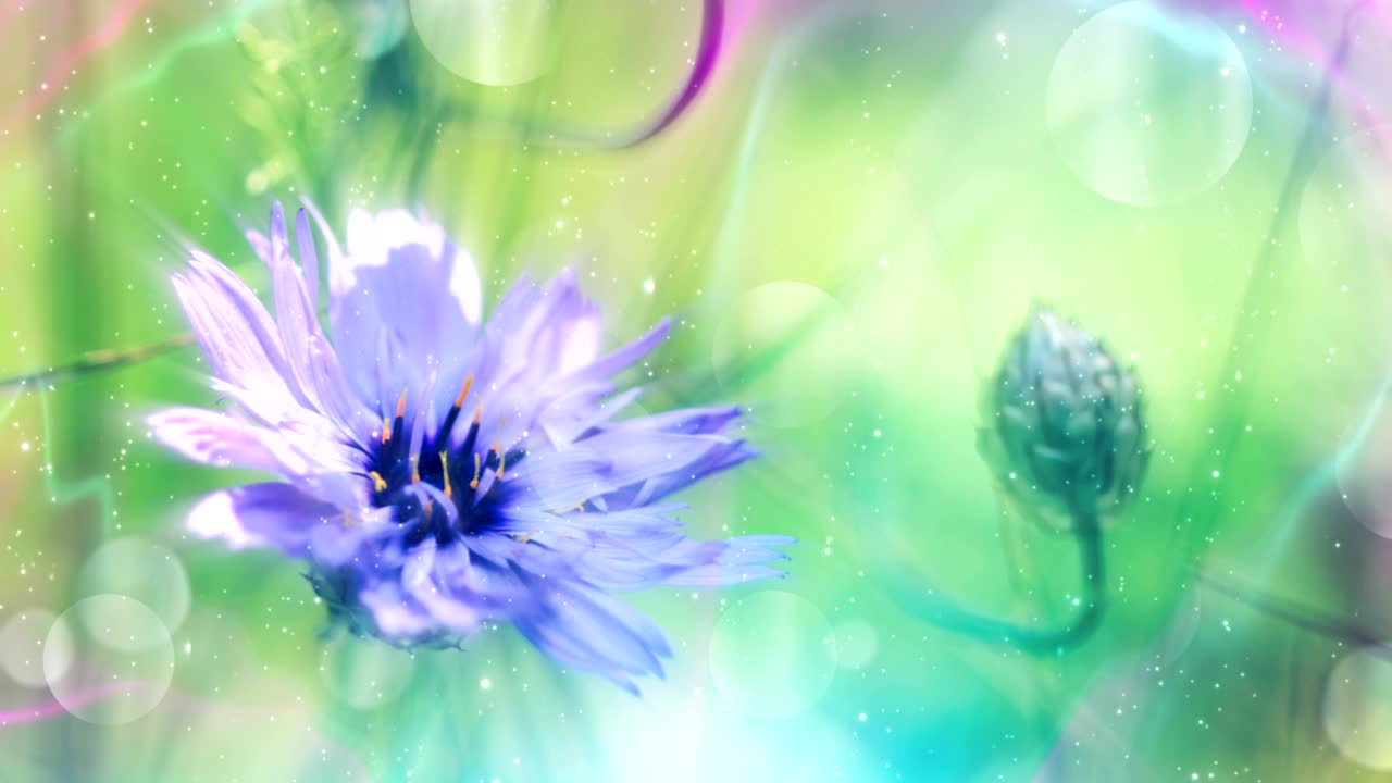 반이는 꽃의 배경 루프