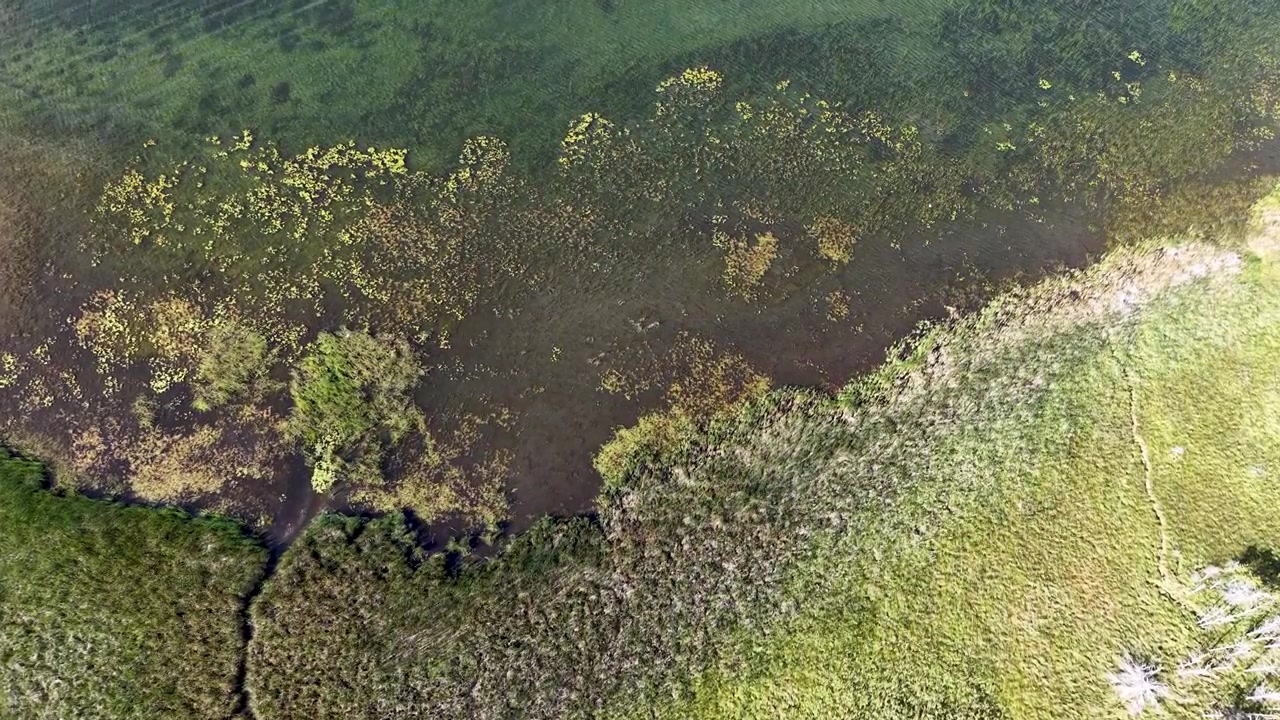 Una vista aerea dall'alto cattura una vivace palude verde che si trasforma in un lago o stagno poco profondo, abbondante di vegetazione acquatica e fitti canneti lungo la riva.