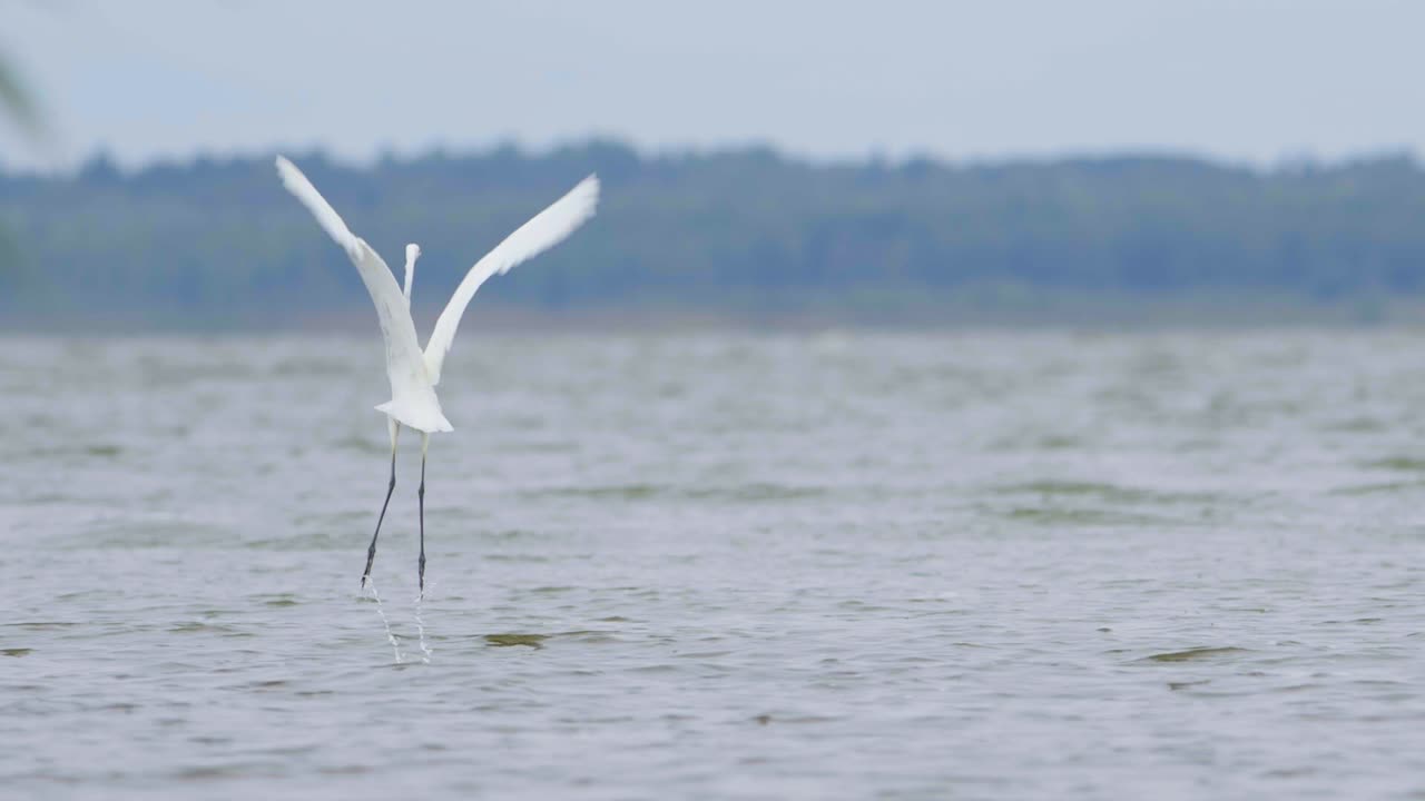 湖で魚を捕食するダイサギが、飛んだり歩いたりするスローモーション映像。