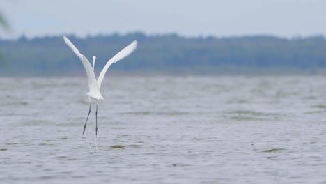 Great-white-egret-hunting-fish-in-the-lake-and-flying-walking-slow-motion