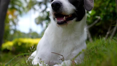 playful happy dog is laying in the grass and observing surroundings