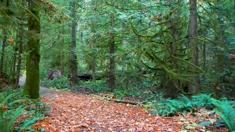 walking down a path in the bc rain forest at sunset