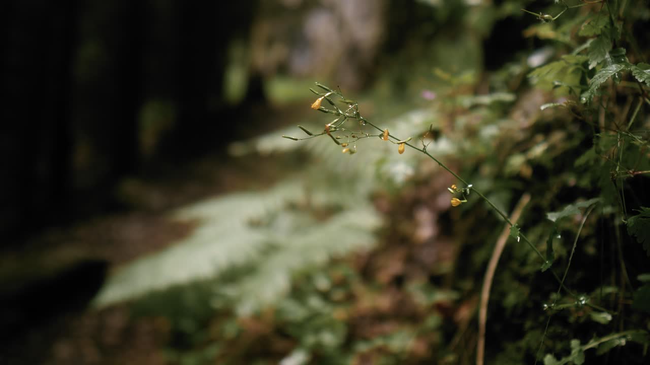 primer plano de una pequeña flor amarilla con un fondo de bosque borroso