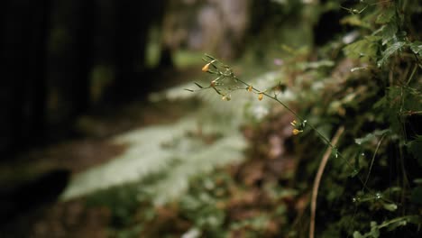 Close-up-shot-of-a-small-yellow-flower-with-a-blurry-forest-background