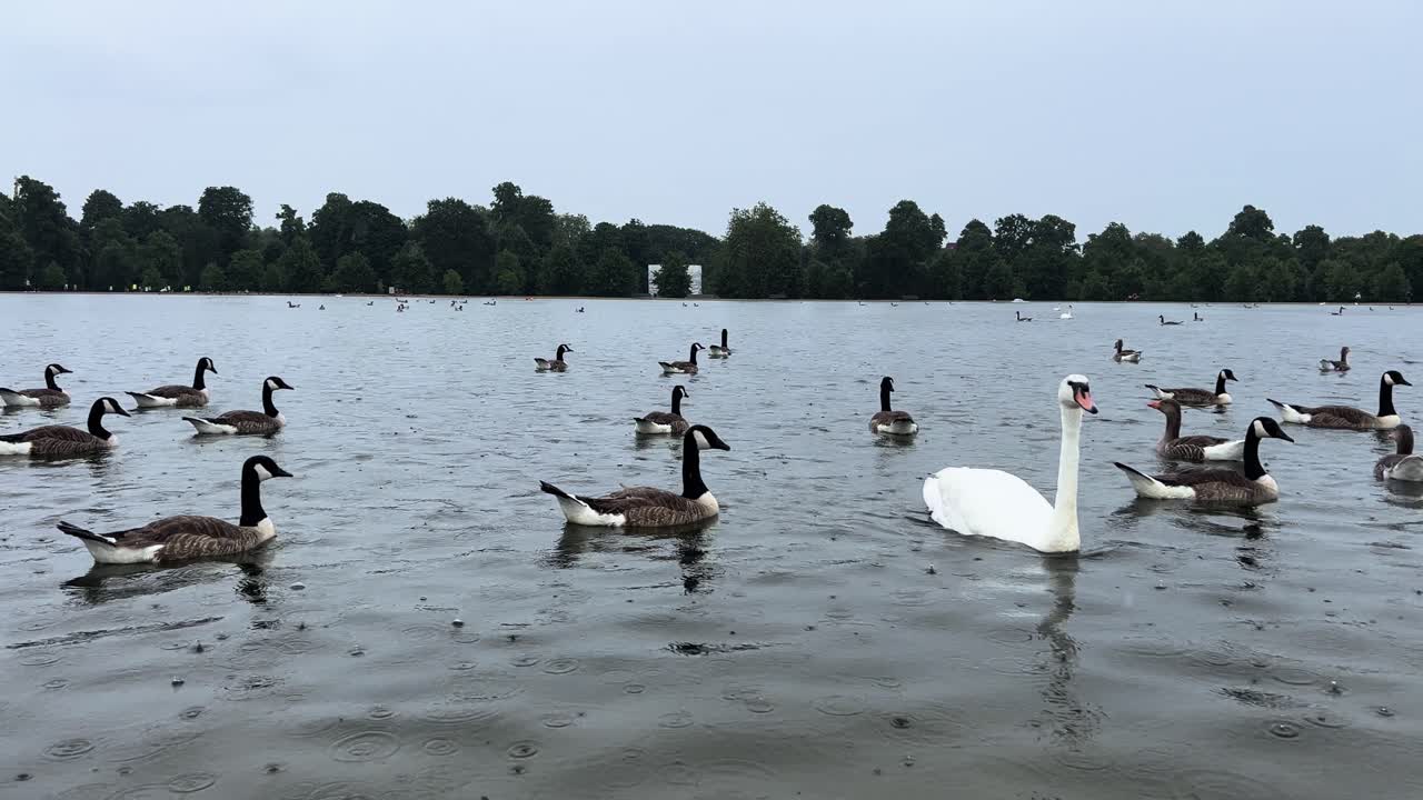 A Swan Swimming Among Canada Geese