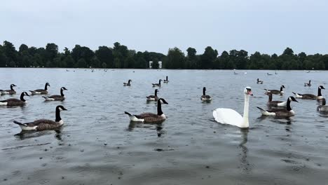 a swan swimming among canada geese
