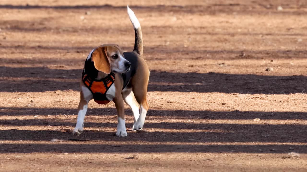 A beagle walks leisurely across a sunlit park, showcasing its harness and wagging tail.