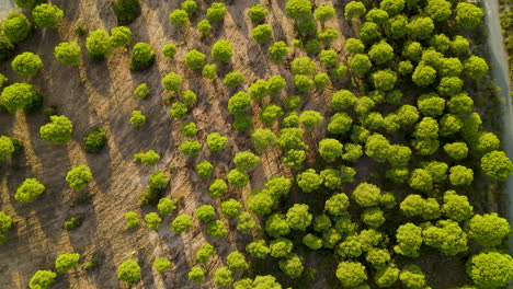 Descender-De-Arriba-Hacia-Abajo-Del-Paisaje-Con-Copas-De-árboles-Verdes-De-Pinos-Dorados-Durante-La-Puesta-De-Sol---Magnífico-Bosque-En-Zona-Seca