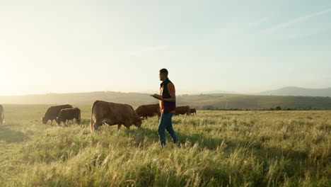 cow farmer, tablet and walking man in countryside