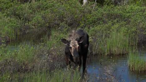 wild moose eating plants from flood plain in wilderness