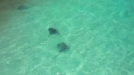 mantas under shallow blue ocean in carnarvon, western australia - aerial