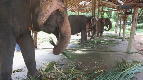 thai elephants eat palm tree leaf's at a elephant camp on koh chang island