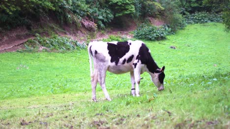 Cows-graze-in-farmland-cattle-raising-pastoral-concept