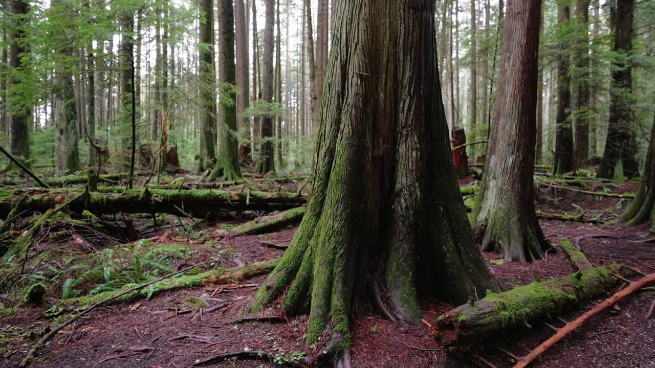 noroeste pacífico, parque regional del espíritu del pacífico en vancouver, columbia británica clip de hermosos árboles forestales