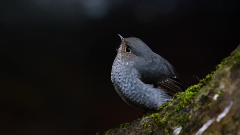 this female plumbeous redstart is not as colourful as the male but sure it is so fluffy as a ball of a cute bird