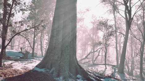 el país de las maravillas de invierno: un bosque mágico en la niebla