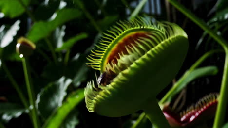 a venus flytrap capturing an insect