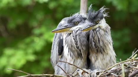 garzas pequeñas en su nido