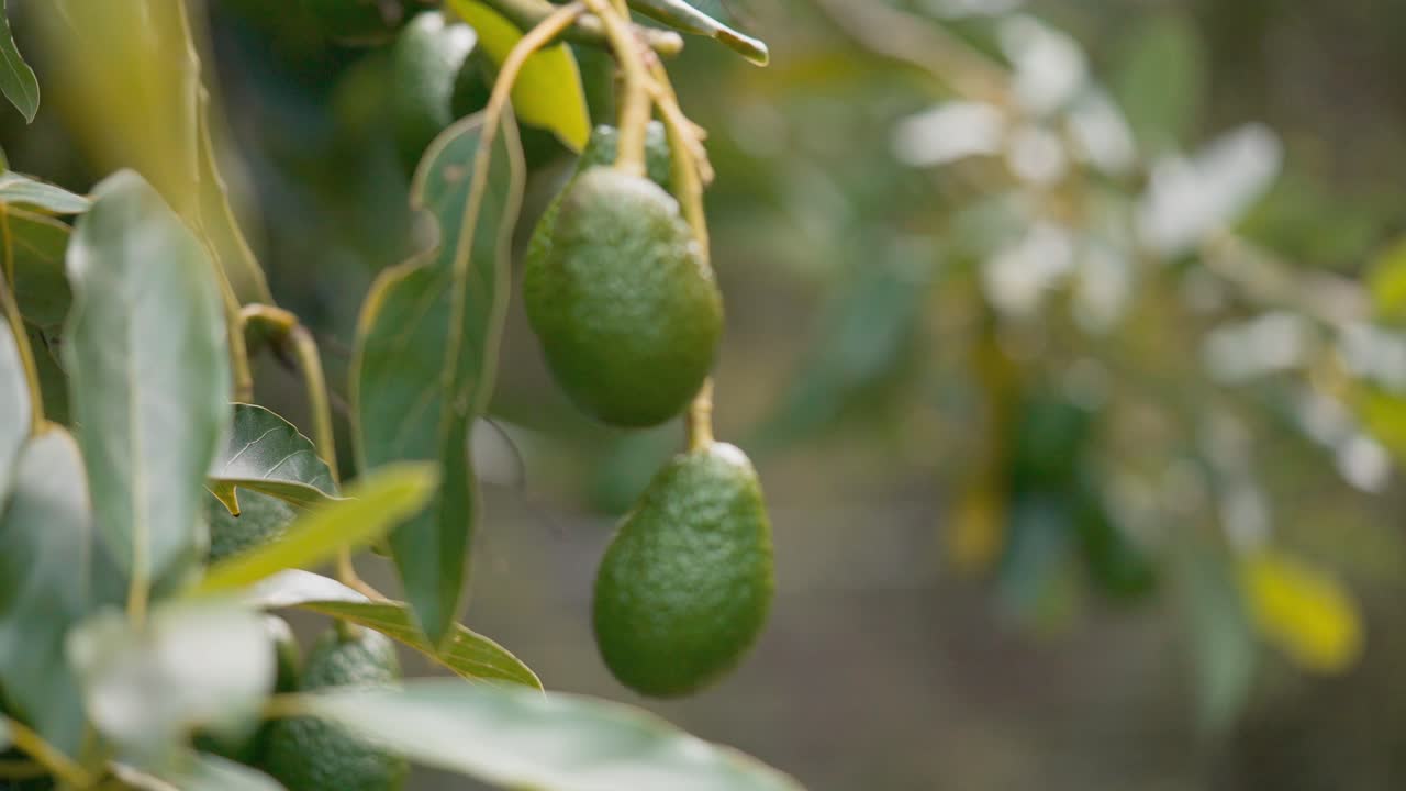 un montón de aguacates orgánicos colgando de un árbol tropical verde a la luz del sol