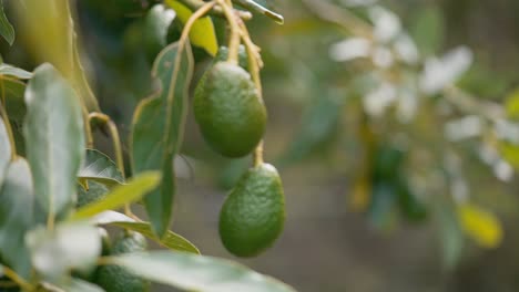 A-bunch-of-organic-avocados-hanging-from-green-tropical-tree-in-the-sunlight