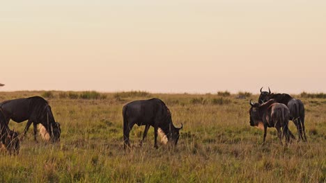 slow motion of wildebeest herd on great migration in africa between masai mara in kenya and serengeti in tanzania, african wildlife animals at in orange sunset golden hour light in maasai mara