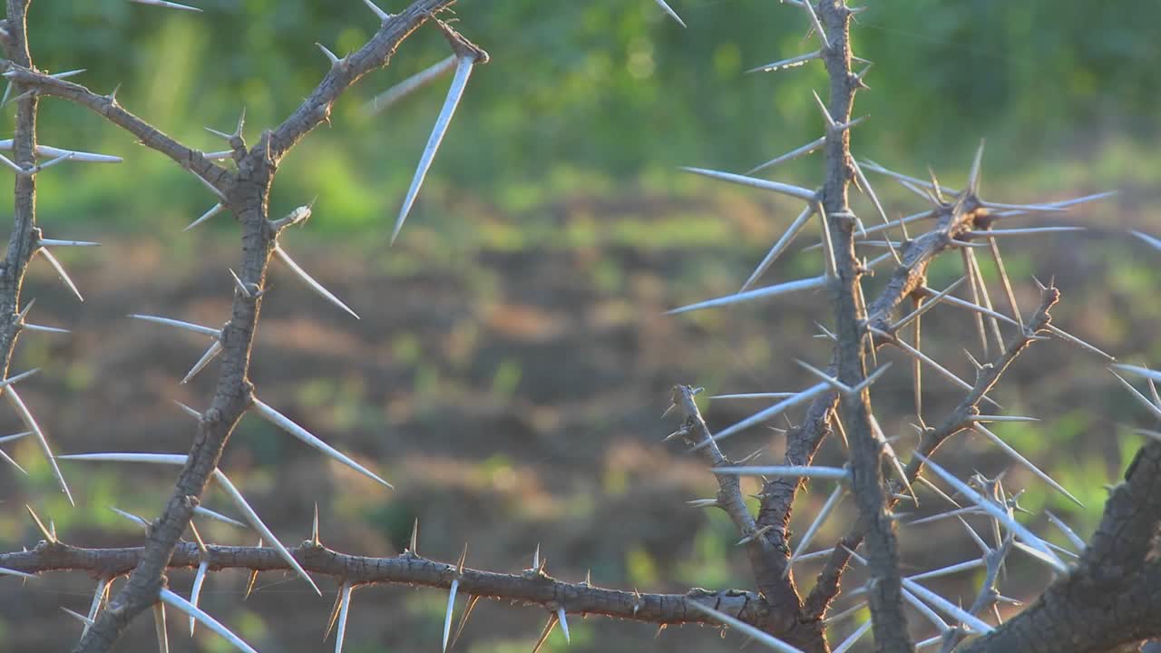 아프리카 가시덤불의 뾰족한 가지를 닫습니다