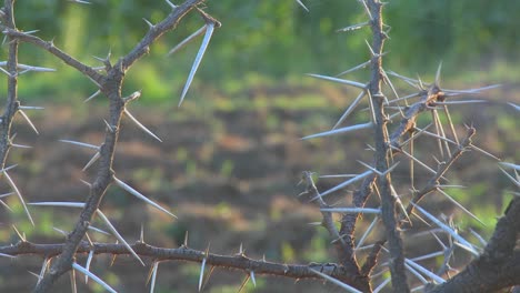 Close-up-of-the-spiky-branches-of-an-African-thorny-bush