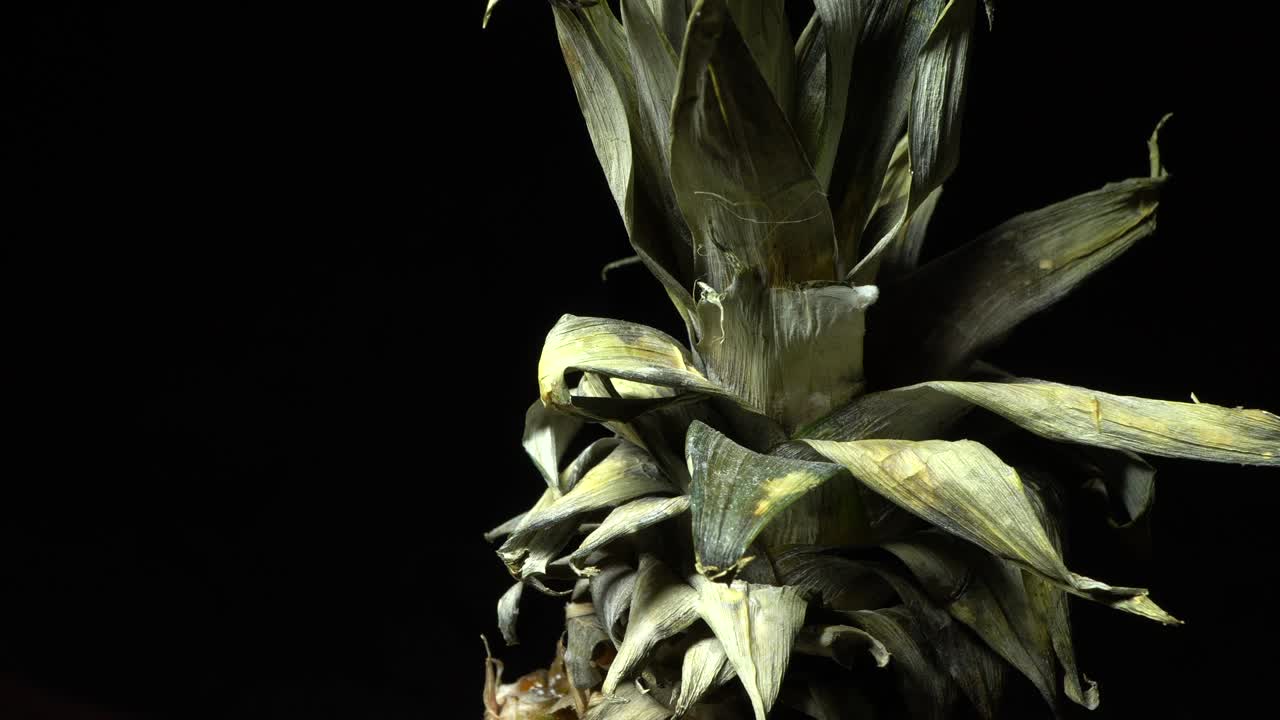 회전하는 파나나의 건조한 잎