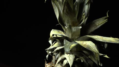 hojas secas de piña en rotación