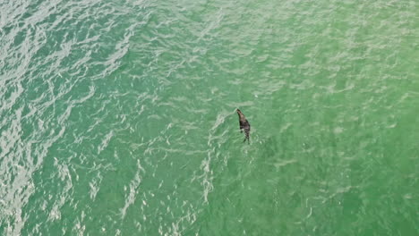 Un-Lobo-Marino-Del-Cabo-Solitario-Nada-En-El-Agua-Clara-Junto-Al-Océano-En-Vleesbaai,-Cabo-Occidental,-Sudáfrica---Drone-Aéreo