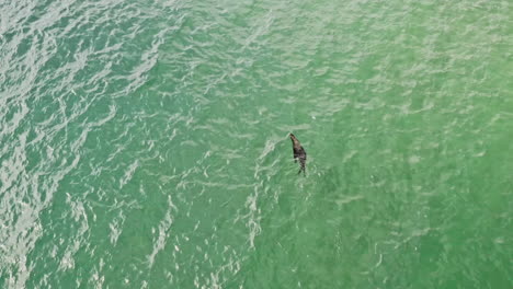 un lobo marino del cabo solitario nada en el agua clara junto al océano en vleesbaai, cabo occidental, sudáfrica - drone aéreo