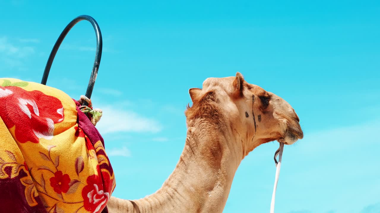 un camello ensillado con un asiento colorido camina contra un cielo azul brillante