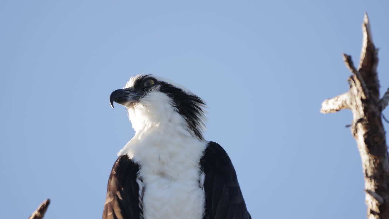 An osprey perches against a clear blue sky, surveying its surroundings from a high vantage point in the wild