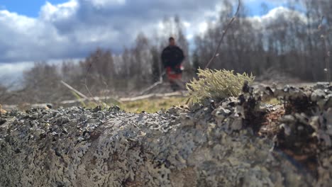 silueta de leñador trabajando en un bosque abierto, tiro de mano