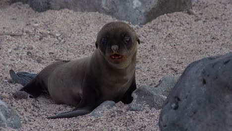 a baby sea lion pup looks for its mother on an island in the galapagos