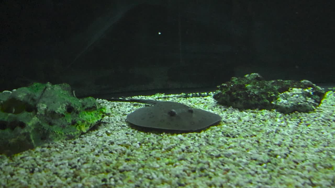 Slow motion footage of river stingray glide effortlessly along the bottom of a vibrant aquarium at the Tallinn zoo. Dark sting ray moves along the underwater bottom, fluid movement. Fascinating fish