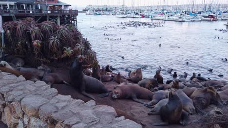 Gimbal-Panning-Primer-Plano-De-Muchos-Leones-Marinos-Posando-En-La-Playa-En-Monterey,-California