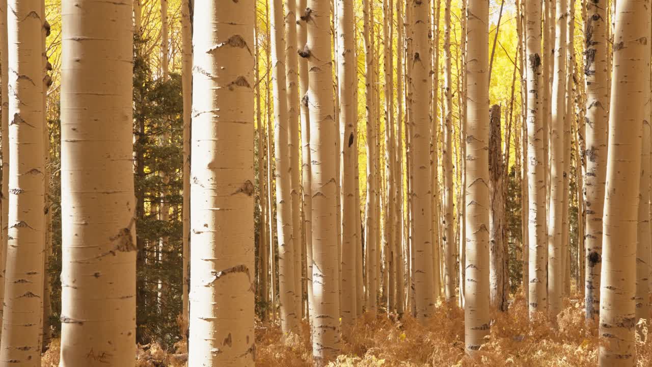 Close up of golden aspen tree trunks in the fall in Flagstaff, Arizona