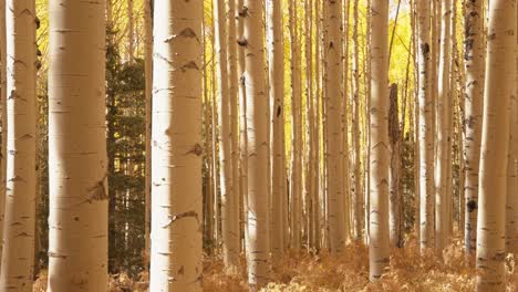 close up of golden aspen tree trunks in the fall in flagstaff, arizona