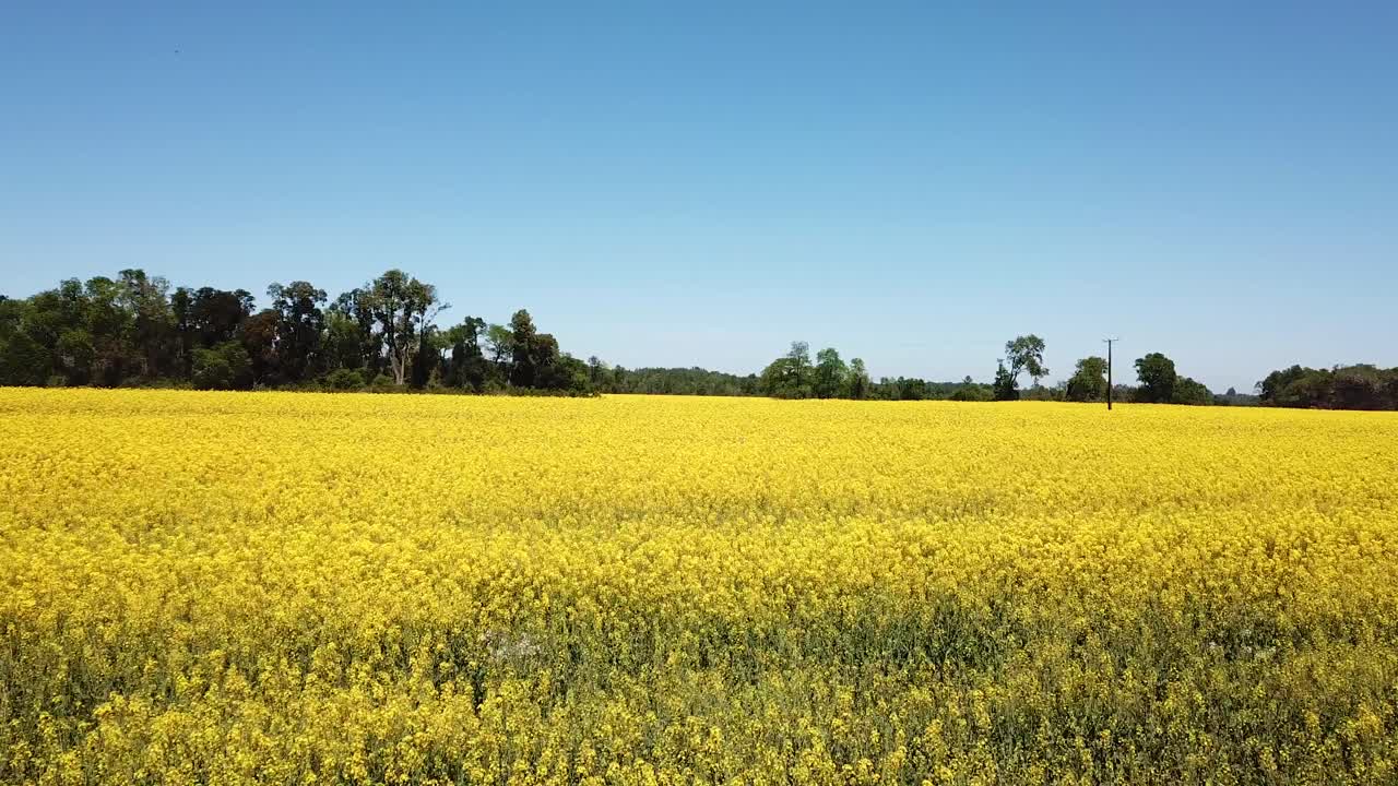Flying Above Yellow Canola Oil Flower Field Under Clear Blue Sky. Drone Aerial View